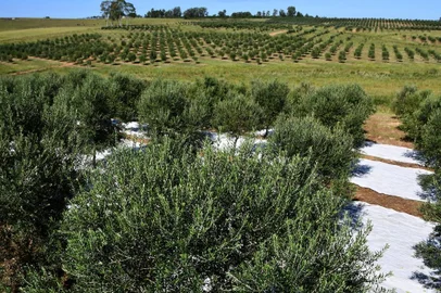 Área de produção da Lagar H, em Cachoeira do Sul, marca que ganhou prêmio internacional.<!-- NICAID(14522460) -->