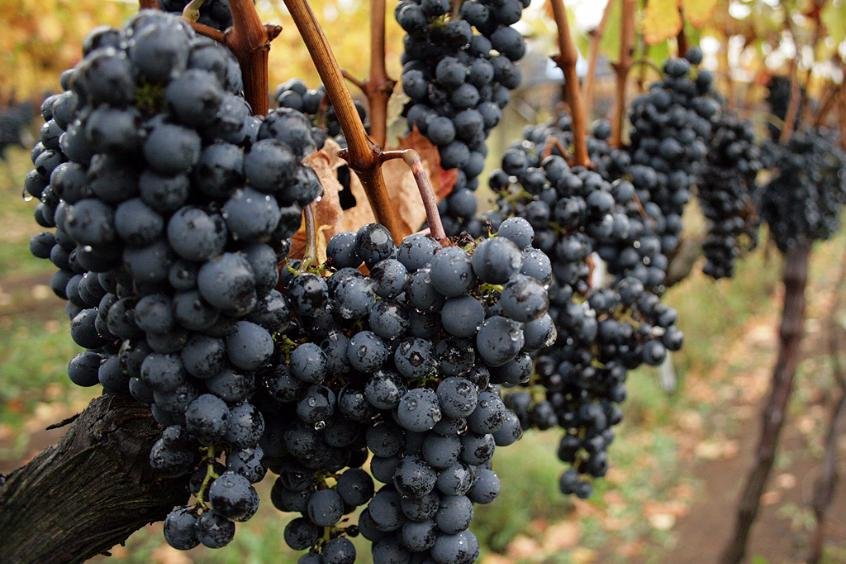 10 vinhos brasileiros com uvas diferentes | Destemperados