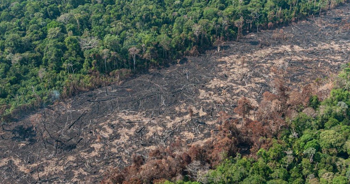 governo planeja construcao de nova estrada no meio da floresta amazonica gzh
