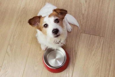  Comida para cães esfomeada com uma tigela vermelha vazia. Vista de alto ângulo.Indexador: SMRM1977Fonte: 281748115<!-- NICAID(14327106) -->