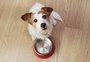 Seu cachorro está comendo mais ou menos do que o normal? Confira possíveis explicações