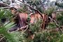  Estragos ocasionados pelo ciclone-bomba em Muitos Capões.<!-- NICAID(14535563) -->