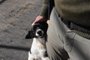  CAXIAS DO SUL, RS, BRASIL (06/07/2020)Acolhida pelos policiais militares, a cachorrinha Mel localizou um pacote de drogas que foi jogado para dentro da Penitenciária Estadual de Caxias do Sul, no Distrito do Apanhador. Na foto, o soldado Jeverton Jardim. (Antonio Valiente/Agência RBS)<!-- NICAID(14539037) -->