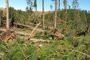 Área de reflorestamento em São José dos Ausentes tem  80% destruída após ciclone bomba.<!-- NICAID(14539560) -->