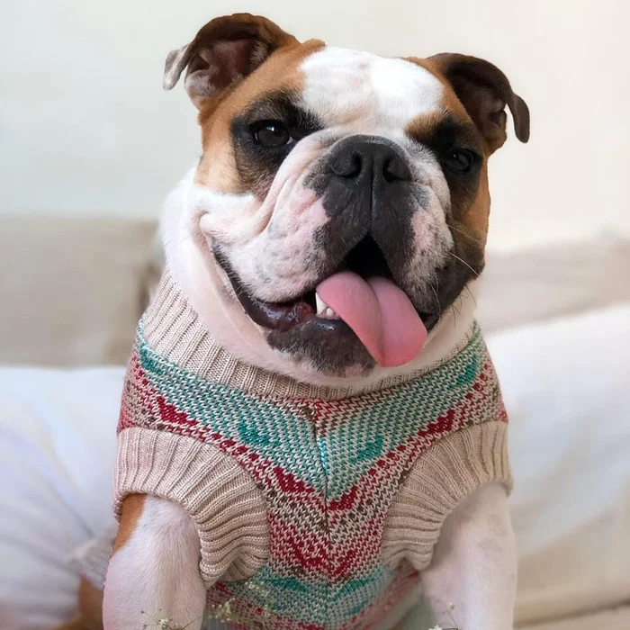 @cacaudresspet / Instagram Reprodução