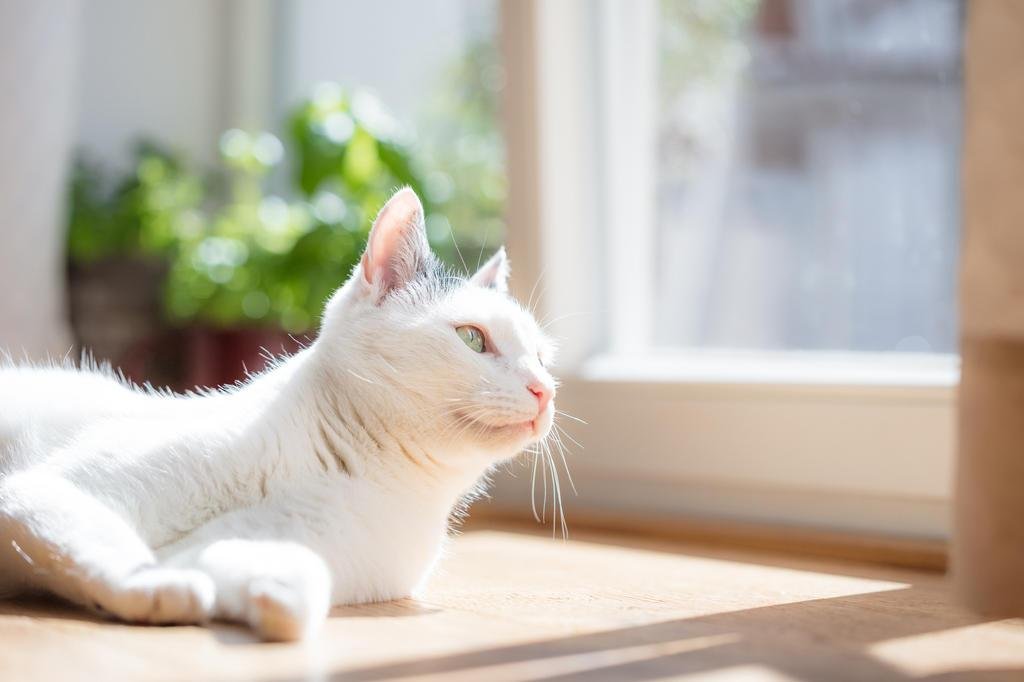 Quanto tempo o gato pode ficar no sol?
