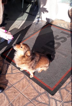 Cão passa 24 horas na porta de hospital à espera do dono no ...