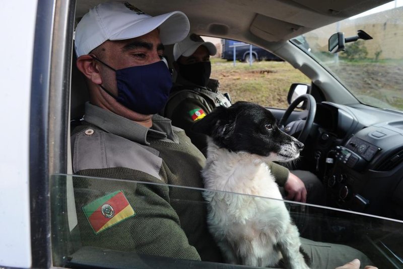 CAXIAS DO SUL, RS, BRASIL (06/07/2020)Acolhida pelos policiais militares, a cachorrinha Mel localizou um pacote de drogas que foi jogado para dentro da Penitenciária Estadual de Caxias do Sul, no Distrito do Apanhador. Na foto, o soldado Jeverton Jardim. (Antonio Valiente/Agência RBS)<!-- NICAID(14539010) -->