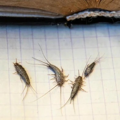 Pest books and newspapers. Insect feeding on paper - silverfish of several pieces near the open book.Insect feeding on paper - silverfish. Pest books and newspapers. silverfish of several pieces near the open book. Traças no chãoFonte: 223679355<!-- NICAID(14550706) -->