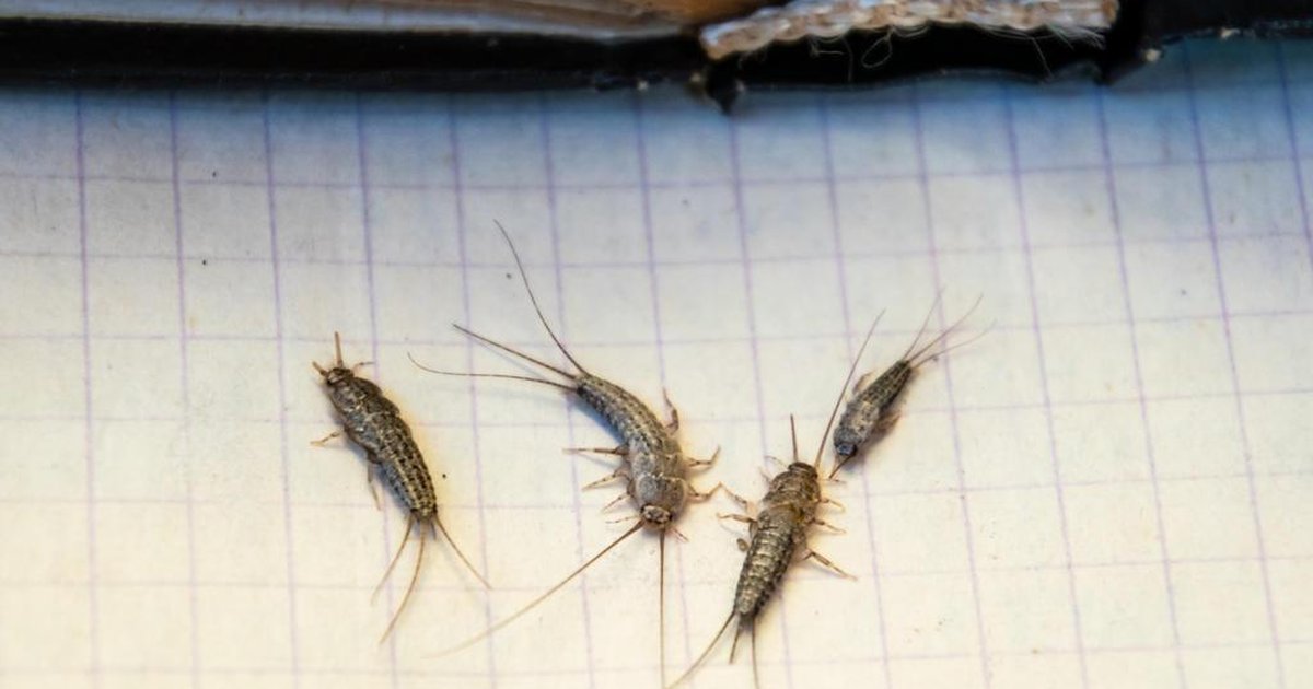 Traças em casa: entenda por que esses insetos aparecem e saiba como ...