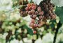 Conheça um pouco da cultura do vinho colonial no Estado
