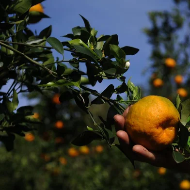  VILA CRISTINA, RS, BRASIL, 20/07/2020 - Em sua propriedade, Samuel Pezzi Pezzi cultiva algumas variedades de Bergamota. (Marcelo Casagrande/Agência RBS)<!-- NICAID(14549257) -->