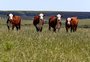Estado terá programa para estimular preservação de campos nativos no Pampa