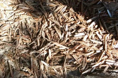 Após ações do Senasa, nuvem de gafanhotos é reduzida em até 85% na Argentina.<!-- NICAID(14553770) -->
