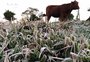 Manhã de quinta-feira é gelada no RS, com -2°C em São José dos Ausentes