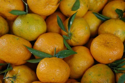 Bergamotas<!-- NICAID(971495) -->