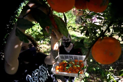  CAXIAS DO SUL, RS, BRASIL, 06/08/2020 - Projeto @quemtemfruta é uma iniciativa caxiense, idealizada pelas amigas Fernanda e Iazana, que destina frutas de quem tem árvore em casa, e tem produto de sobra, para famílias que não tem muito acesso a alimentos naturais.  Elas também doam sementes crioulas como feijão olho de cabra e o raríssimo red bean. NAS FOTOS: Fernanda (de camiseta preta com dizeres em branco, cabelo curto), Iazana (de camiseta preta e casaco bordô) na casa da amia Letícia, que doa limão, laranja, lima e abacate para o projeto. (Marcelo Casagrande/Agência RBS)<!-- NICAID(14561964) -->