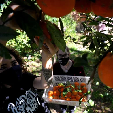  CAXIAS DO SUL, RS, BRASIL, 06/08/2020 - Projeto @quemtemfruta é uma iniciativa caxiense, idealizada pelas amigas Fernanda e Iazana, que destina frutas de quem tem árvore em casa, e tem produto de sobra, para famílias que não tem muito acesso a alimentos naturais.  Elas também doam sementes crioulas como feijão olho de cabra e o raríssimo red bean. NAS FOTOS: Fernanda (de camiseta preta com dizeres em branco, cabelo curto), Iazana (de camiseta preta e casaco bordô) na casa da amia Letícia, que doa limão, laranja, lima e abacate para o projeto. (Marcelo Casagrande/Agência RBS)<!-- NICAID(14561964) -->