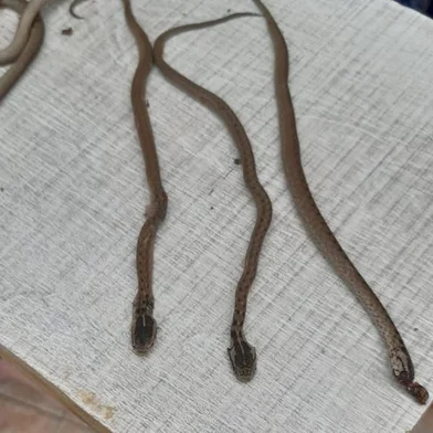  Moradores do bairro Serrano, na Zona Norte de Caxias do Sul, constataram a presença de, no mínimo, 10 filhotes de cobras venenosas em sua residência na Rua Otávio Bernardes.<!-- NICAID(14565617) -->