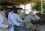 Soro contra covid-19 produzido em cavalos está perto de ser testado em humanos