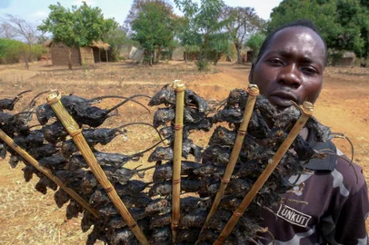 A man sells mice at Manjawira along the Lilongwe-Blantyre road in the Ntcheu District, eastern region of Malawi, on August 24, 2020. - A popular snack when food is bountiful, mice have become a vital source of protein in Malawi since the coronavirus outbreak aggravated food shortages and economic hardship. Vendors waving long skewers of roasted field mice typically stand along Malawis main highway, targeting motorists travelling between the two largest cities, Blantyre and Lilongwe. (Photo by - / AFP) - População do Malaui come ratos como alternativa à carne<!-- NICAID(14584377) -->