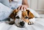 É necessária? Há riscos? Engorda? Saiba tudo sobre a castração de pets