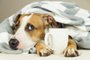  Funny young pitbull dog in bed covered in throw blanket with steaming cup of hot tea or coffee. Lazy staffordshire terrier puppy wrapped in plaid looks up and relaxesFonte: 185172523<!-- NICAID(14507574) -->