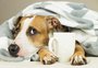 Ar-condicionado faz mal à saúde dos pets? Entenda pontos-chave sobre a temperatura dos ambientes