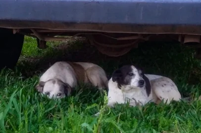 Duas cadelas que vivem na UFSM