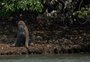 Risco do discurso de Bolsonaro na ONU é adicionar desastre às tragédias da Amazônia e do Pantanal