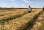 O que faz a colheita do trigo no Ceará ser notícia