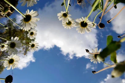  CAXIAS DO SUL, RS, BRASIL, 22/09/2019Ensaio para a contra capa de terça feira com o tema: Margaridas no caminho das pedras em Bento Gonçalves.(Lucas Amorelli/Agência RBS)<!-- NICAID(14259353) -->