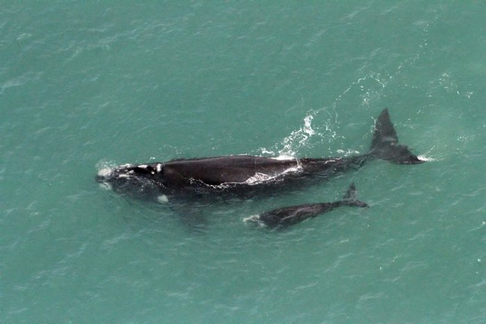 Divulgação / Instituto Australis