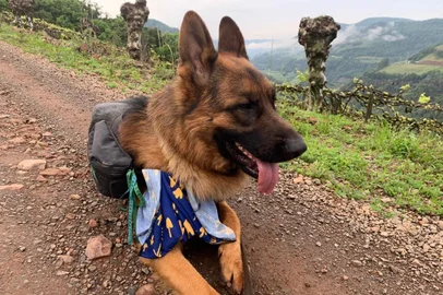 Zeus: primeiro pet que percorreu os Caminhos de Caravaggio<!-- NICAID(14599232) -->