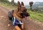 Zeus: o primeiro pet que percorreu os Caminhos de Caravaggio 