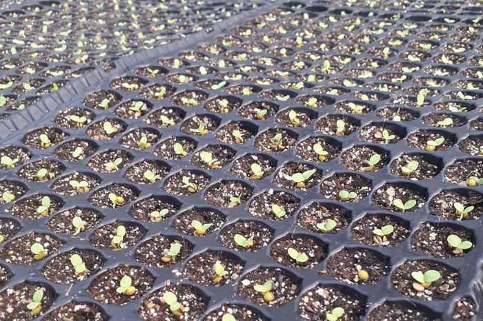 Rodrigo Rodrigues de Borba Vieira / Arquivo Pessoal