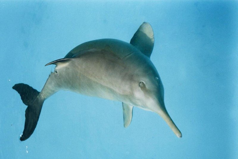 Toninha, espécie de golfinho que vive no sul Brasil #PÁGINA: 1 Fonte: Divulgação Fotógrafo: Daniel jana<!-- NICAID(1531247) -->