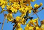 Saiba mais sobre os ipês, árvores que florescem na primavera e embelezam a Capital