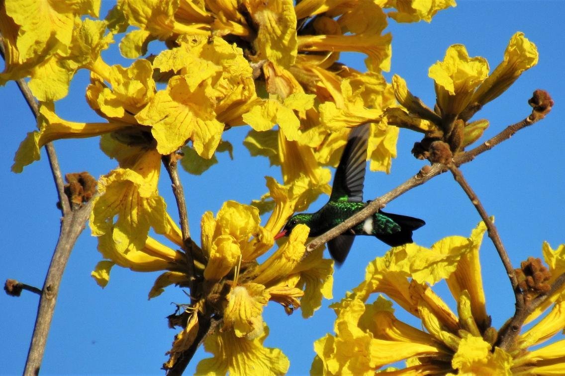 Saiba mais sobre os ipês, árvores que florescem na primavera e embelezam a  Capital | GZH