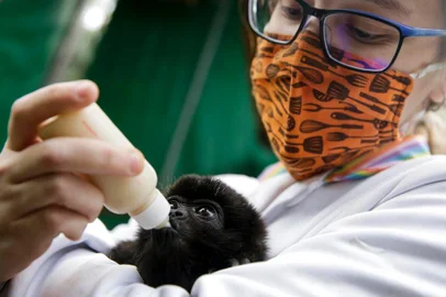 PORTO ALEGRE, RS, BRASIL, 14-09-2020: A medica veterinaria Marina Anicet com bugio no Voluntarios da Fauna, no bairro Iapi. A clinica atende muitos animais silvestres feridos devido a acao humana ou vitimas da expansao urbana. Alguns chegam a ficar por anos sob cuidados no local. (Foto: Mateus Bruxel / Agencia RBS)Indexador: Mateus Bruxel<!-- NICAID(14601683) -->