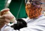 Primavera aumenta a presença de animais silvestres em áreas urbanas. Saiba que cuidados tomar