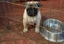 Ativistas resgatam 49 cães da raça pug em supostas condições de maus-tratos em São Sebastião do Caí