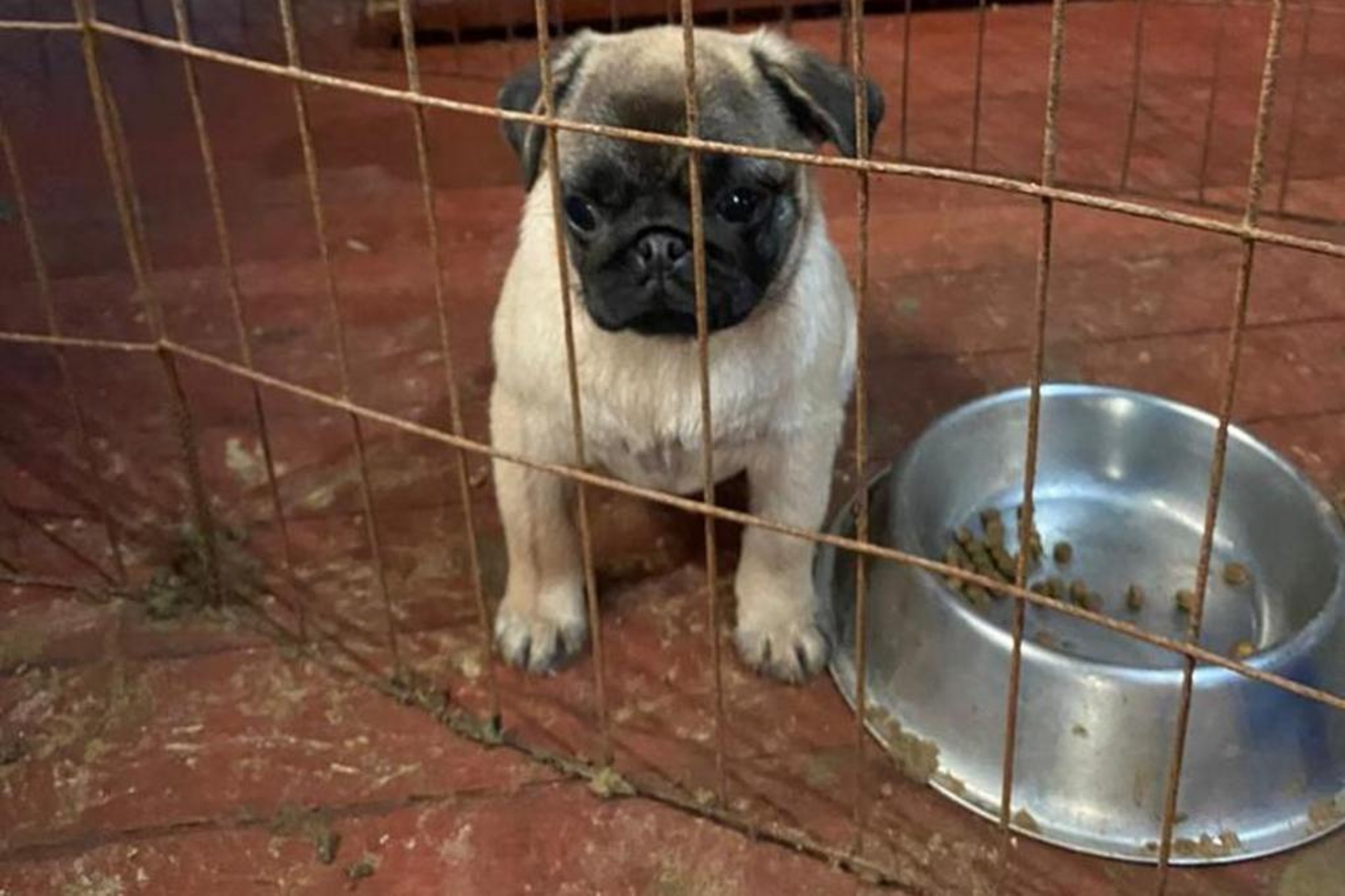 SOS PUG/Divulgação