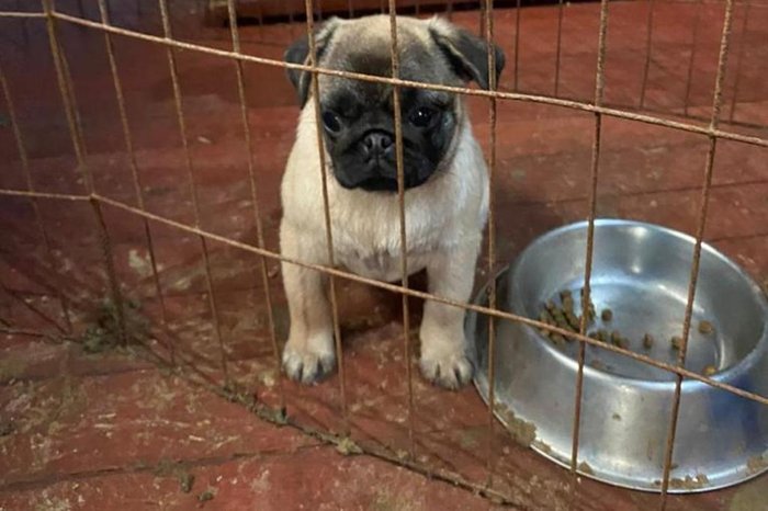 SOS PUG / Divulgação