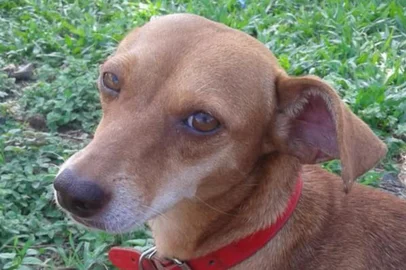  Cadela Belinha foi morta a tiros por comerciante em Sapucaia do Sul, na Região Metropolitana.<!-- NICAID(14615528) -->
