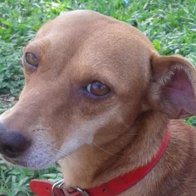  Cadela Belinha foi morta a tiros por comerciante em Sapucaia do Sul, na Região Metropolitana.<!-- NICAID(14615528) -->