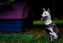 VÍDEO: a nova vida de Tintim, o cão com deficiência que comoveu artistas e anônimos ao ser abandonado duas vezes 
