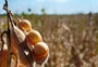 Venda antecipada de soja atinge 38% da safra do RS