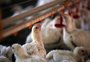 Exportações de frango do RS cresceram 15,82%