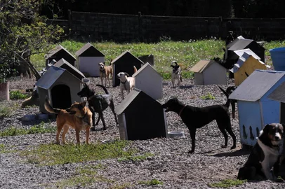  CAXIAS DO SUL, RS, BRASIL, 28/04/2020 - Em alguns lugares, durante período de distanciamento social, houve aumento de adoção de animais. O canil municipal cuida de mais de 700 animais que estão para adoção. (Marcelo Casagrande/Agência RBS)<!-- NICAID(14487693) -->
